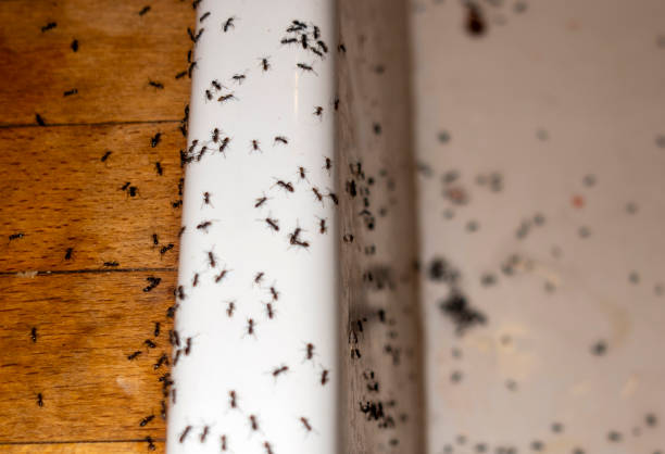 Best Pest Control Treatment  in Rmichael, CA