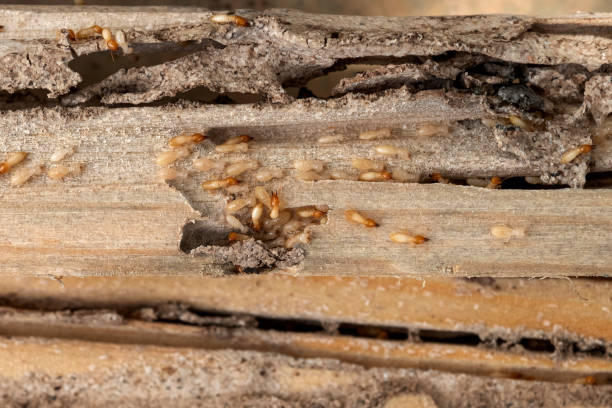 Best Best Pest Control Companies  in Rmichael, CA